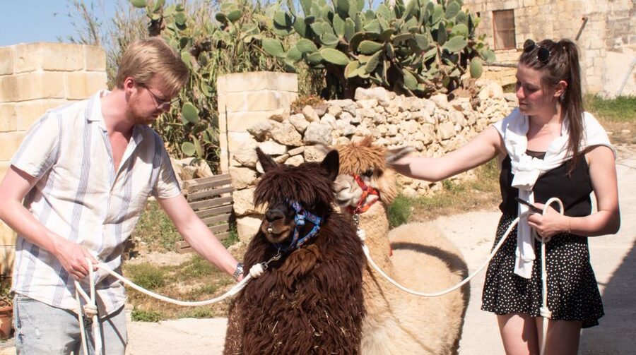 Gozo Alpaca Walks : with feeding and farm visit - Key highlights you will actually care about