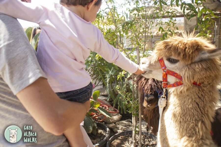Gozo Alpaca Walks : with feeding and farm visit - Who should book Gozo Alpaca Walks with feeding and farm visit