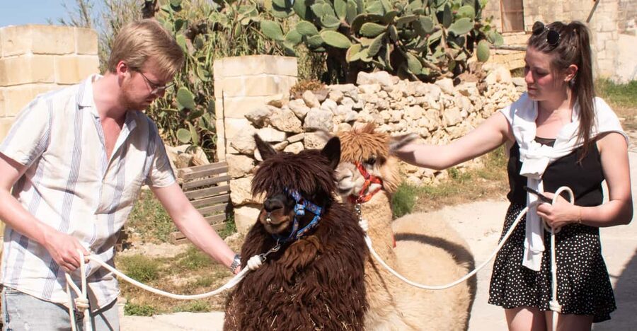 Gozo Alpaca Walks : with feeding and farm visit - A 1 hour alpaca break in Gozo that feels personal, not staged