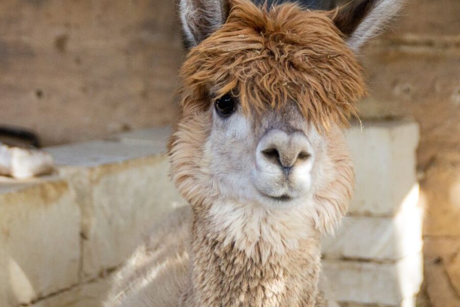 Gozo Alpaca Walks : with feeding and farm visit - Back at the farm: feeding alpacas and meeting the animal cast