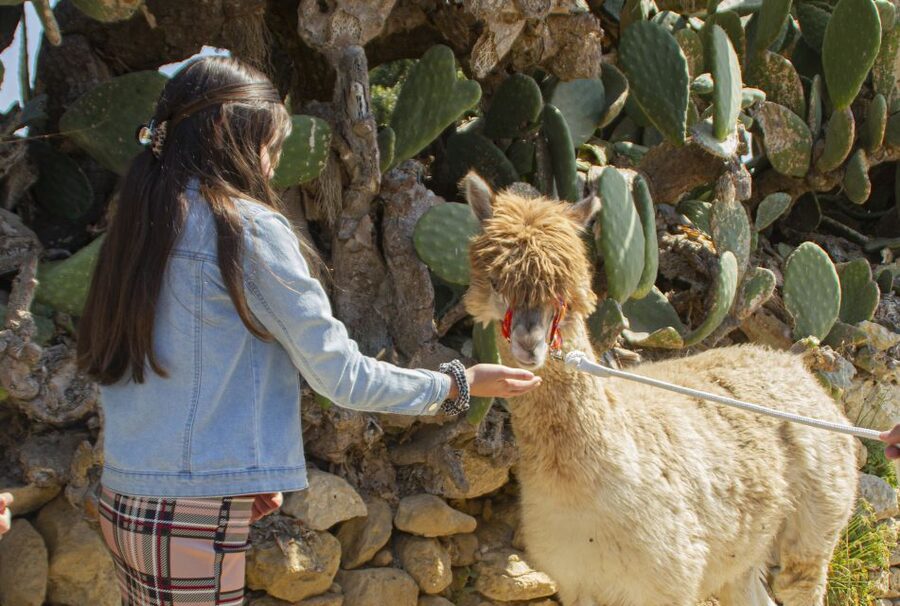Gozo Alpaca Walks : with feeding and farm visit - Guides like Nicky and Melissa make the difference between cute and memorable