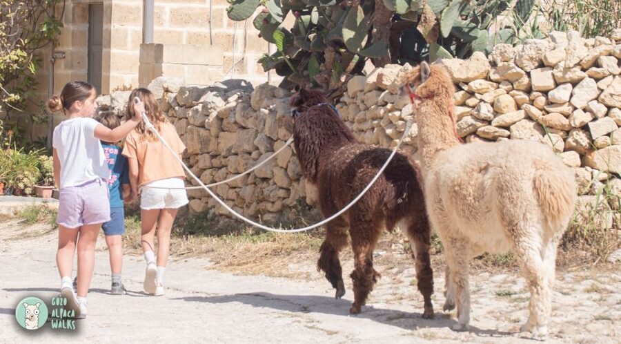 Gozo Alpaca Walks : with feeding and farm visit - What to bring and how to plan your hour so it stays fun