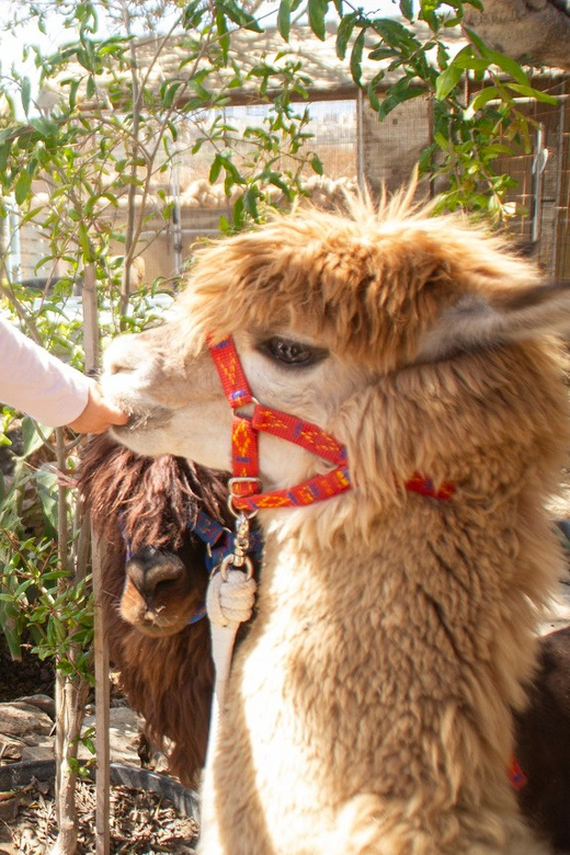 Gozo Alpaca Walks : with feeding and farm visit - Finding Razzett Alpaca: the small wooden door detail that saves time