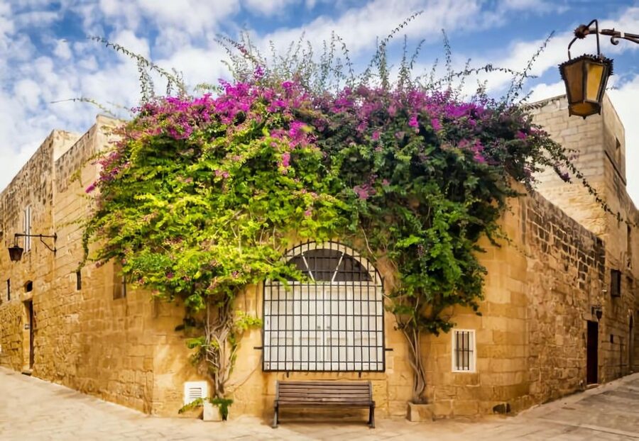 Malta: Mdina, Dingli Cliffs and San Anton Botanical Gardens - Who should book this tour, and who might prefer something else