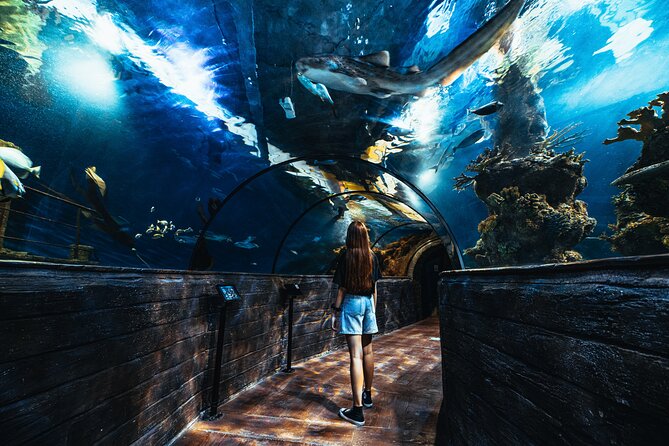 Malta National Aquarium Entrance Ticket - Getting to the aquarium from Mellieha and St Pauls Bay (and keeping it simple)
