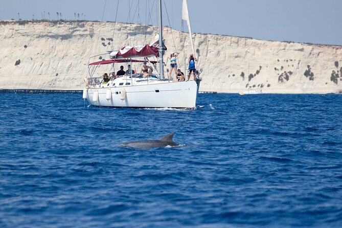 Private Marine Life Spotting - Dolphin watching EcoMarine Malta - Key Highlights You Should Know