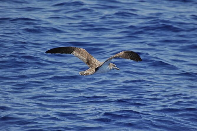 Private Marine Life Spotting - Dolphin watching EcoMarine Malta - Swimming and Snorkeling Time When Conditions Let You