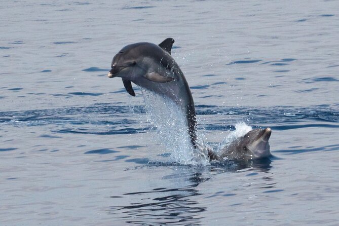Private Marine Life Spotting - Dolphin watching EcoMarine Malta - Meeting in Grand Harbour and Getting Onboard Smoothly