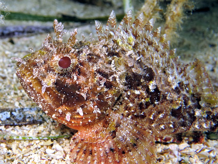 SSI Try Scuba Diving in the sea - Malta’s 5-meter “first-taste” scuba session makes sense