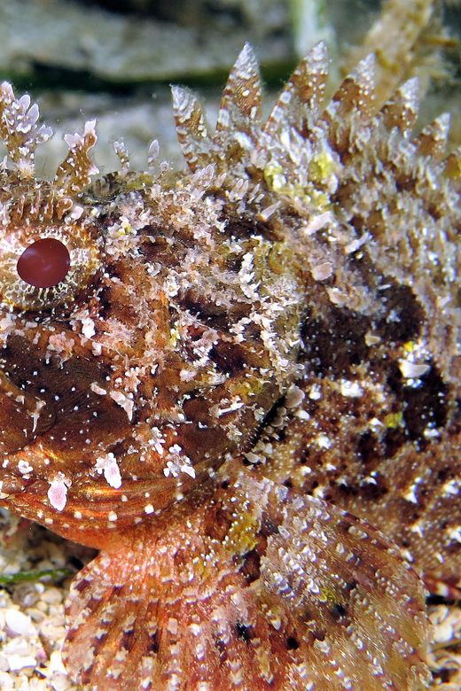 SSI Try Scuba Diving in the sea - Equipment, safety, and that security concept you can feel