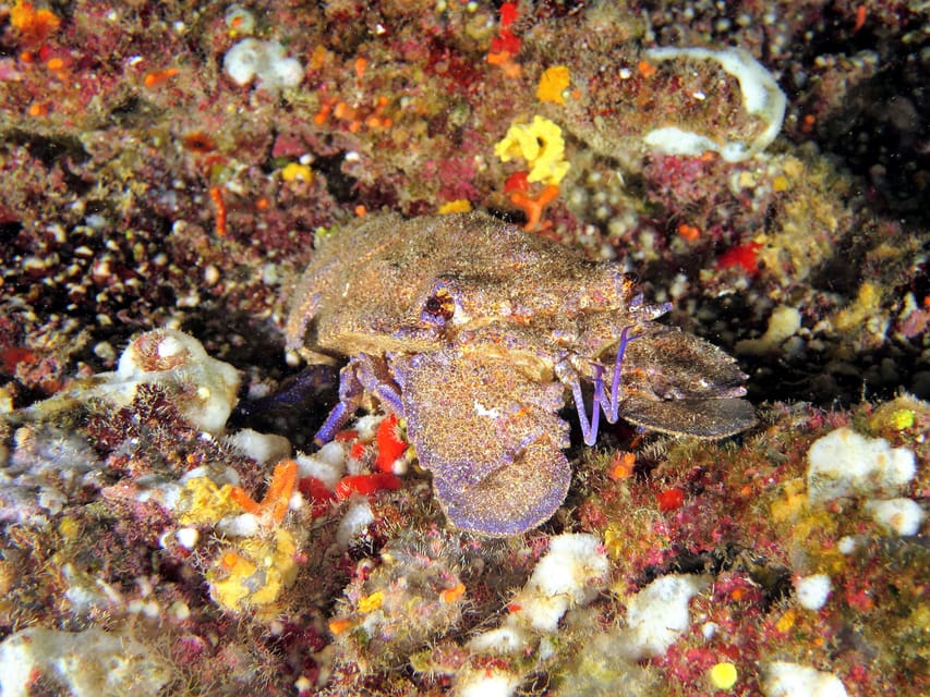 SSI Try Scuba Diving in the sea - Price and value: what $58 includes and what it does not