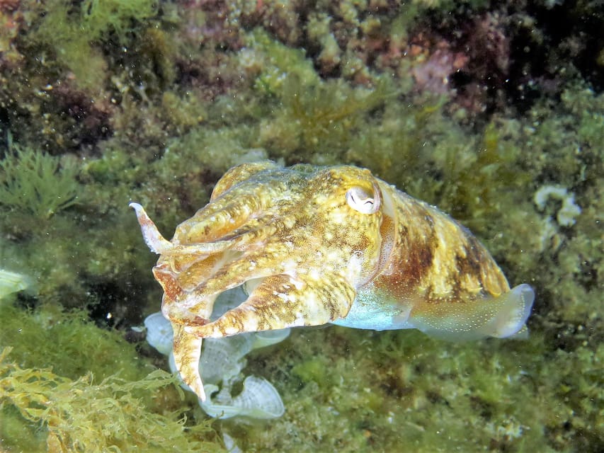 SSI Try Scuba Diving in the sea - Small rules that matter more than you’d think