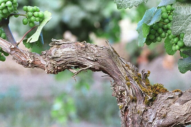 The Taste of Malta Artisan Wine Pairing - Price and Value: Does $42.17 Buy Real Tasting Time?