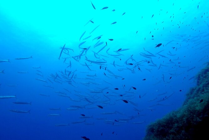 Two Morning Dives in Gozo for Certified Diver - Should you book? My practical take